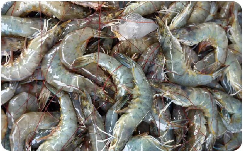 Shrimp Farm
