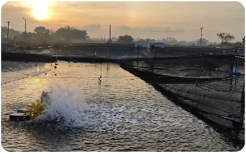 Oyster Farm