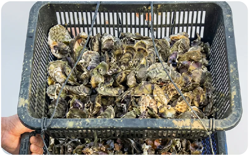 Oyster Spot