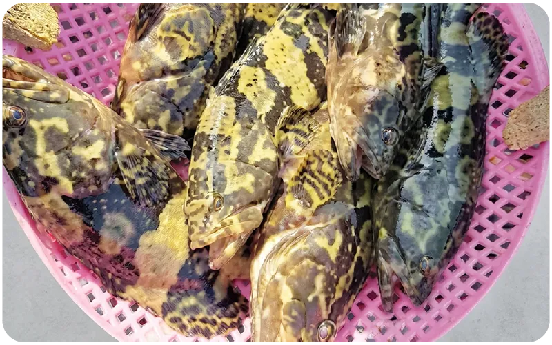 Fish Farm