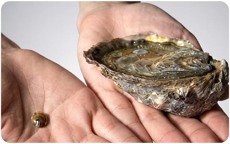 Oyster Hatchery