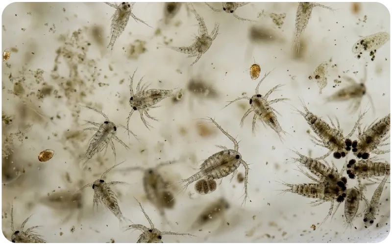 Shrimp Hatchery