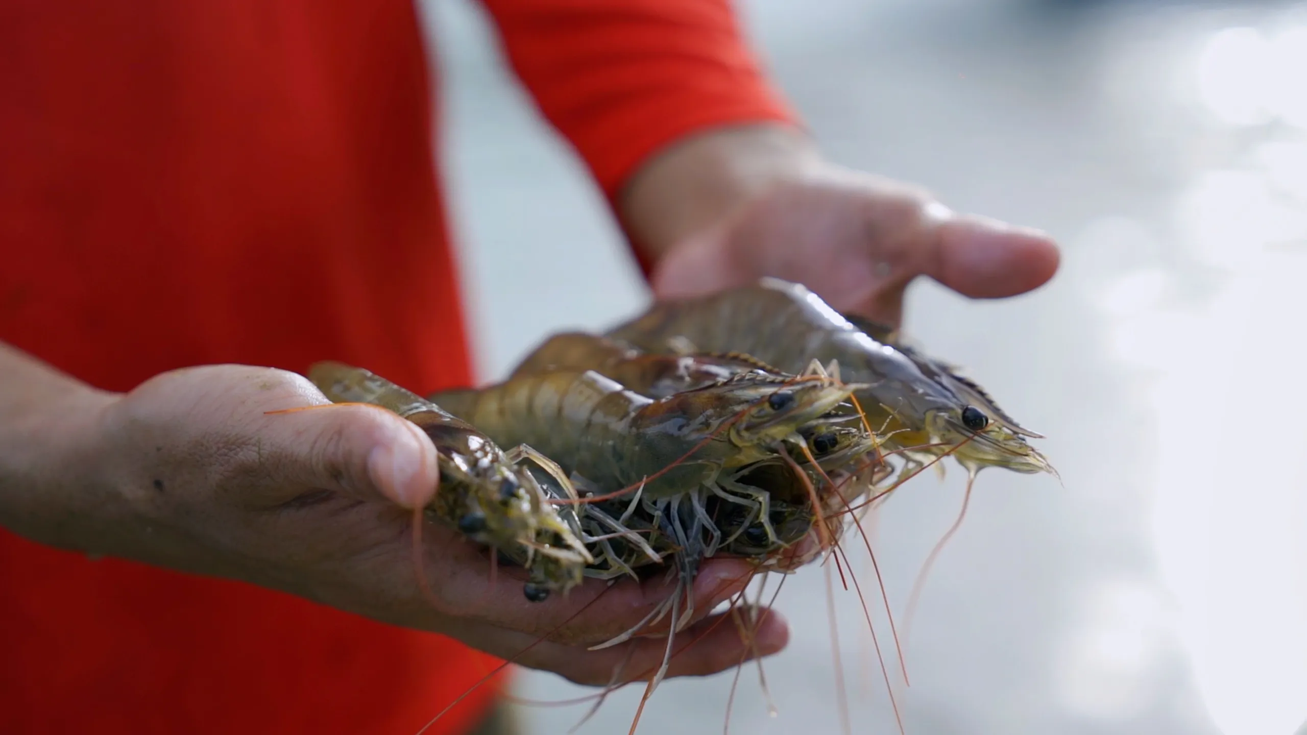 Shrimp Farm