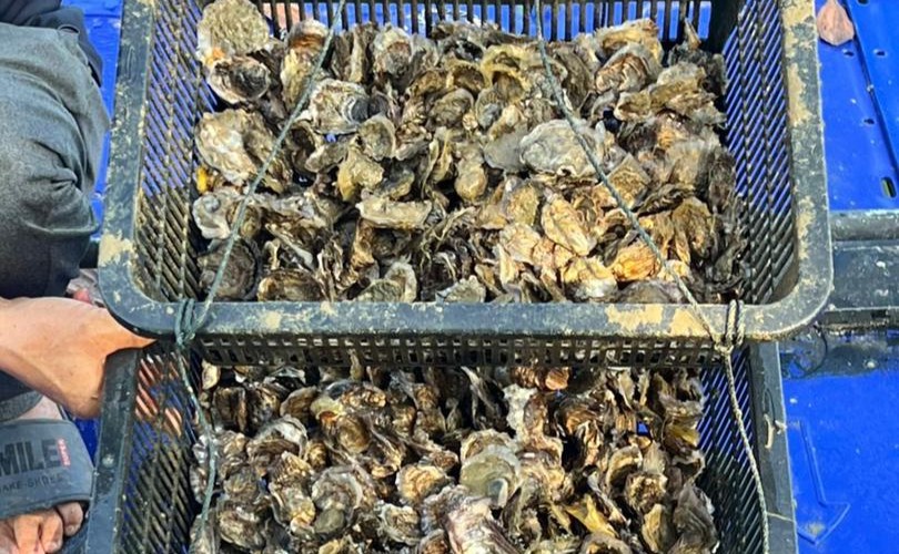 Oyster Hatchery